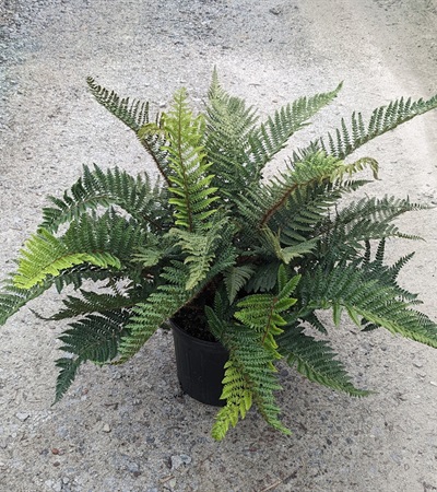 3g Tassel Fern